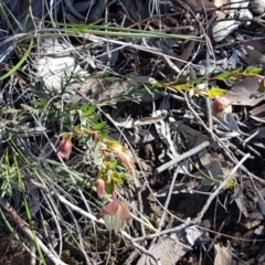 Pimelea linifolia subsp. linifolia at Black Mountain - 25 Aug 2020