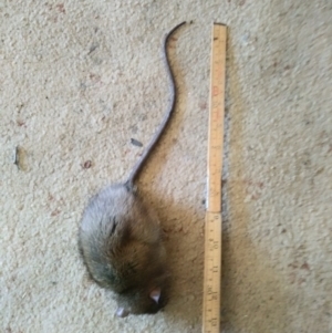 Rattus rattus at Lower Boro, NSW - 17 Aug 2020