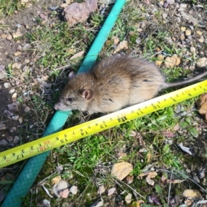 Rattus rattus at Lower Boro, NSW - 17 Aug 2020