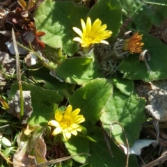 Cymbonotus sp. (preissianus or lawsonianus) (Bears Ears) at Isaacs Ridge - 24 Aug 2020 by Mike