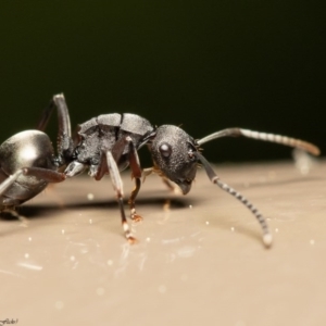 Polyrhachis phryne at Acton, ACT - 25 Aug 2020 01:20 PM