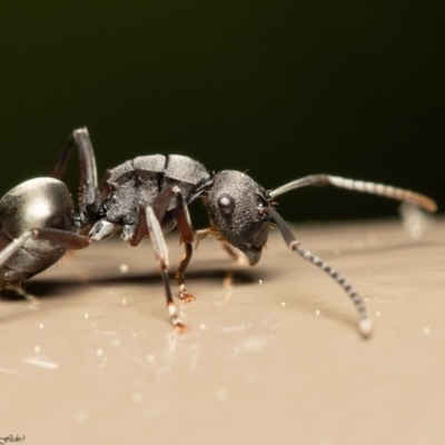 Polyrhachis phryne (A spiny ant) at ANBG - 25 Aug 2020 by Roger