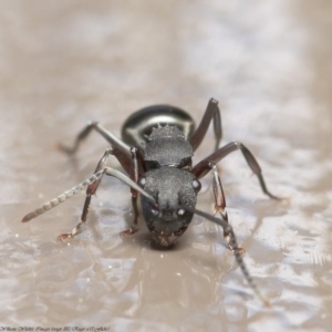 Polyrhachis phryne at Acton, ACT - 25 Aug 2020 01:20 PM