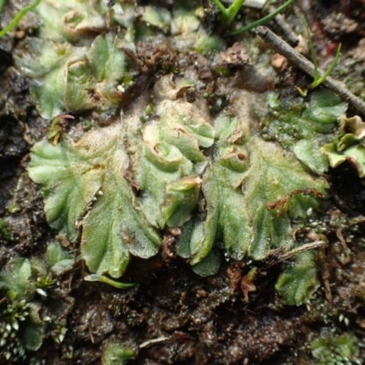 Riccia papulosa (A liverwort) at O'Connor, ACT - 15 Aug 2020 by RWPurdie