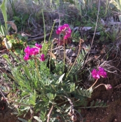 Swainsona sericea (Silky Swainson-Pea) at Holt, ACT - 25 Aug 2020 by SarahEarle