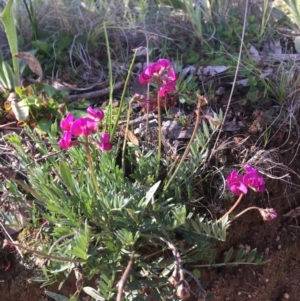 Swainsona sericea at Holt, ACT - 25 Aug 2020