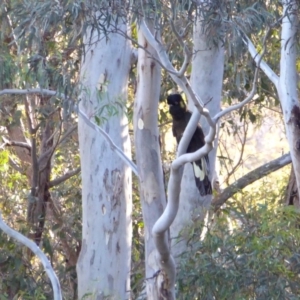 Zanda funerea at Yass River, NSW - 25 Aug 2020