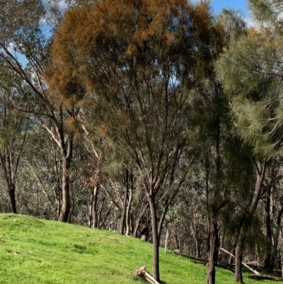 Allocasuarina verticillata (Drooping Sheoak) at Springdale Heights, NSW - 24 Aug 2020 by PaulF