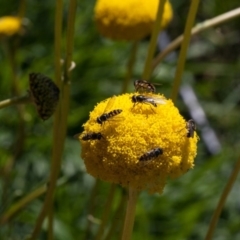 Syrphidae (family) (Unidentified Hover fly) at Murrumbateman, NSW - 25 Aug 2020 by SallyandPeter