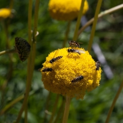 Syrphidae (family) (Unidentified Hover fly) at Murrumbateman, NSW - 25 Aug 2020 by SallyandPeter