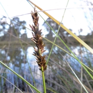 Carex appressa at Yass River, NSW - 25 Aug 2020 03:14 PM