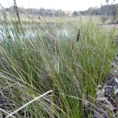 Carex appressa at Yass River, NSW - 25 Aug 2020 03:14 PM