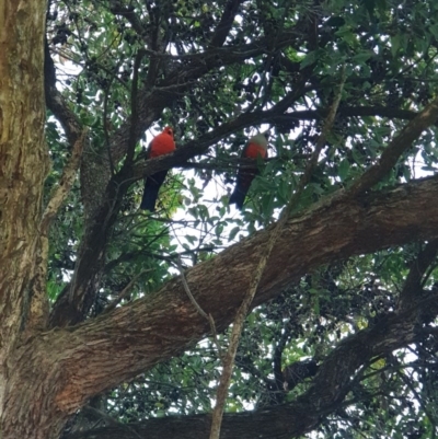 Alisterus scapularis (Australian King-Parrot) at Albury, NSW - 25 Aug 2020 by ClaireSee