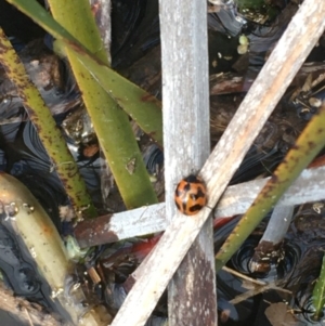 Coccinella transversalis at Wollogorang, NSW - 25 Aug 2020