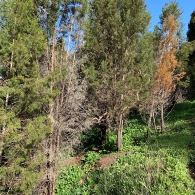 Callitris endlicheri (Black Cypress Pine) at Springdale Heights, NSW - 24 Aug 2020 by PaulF