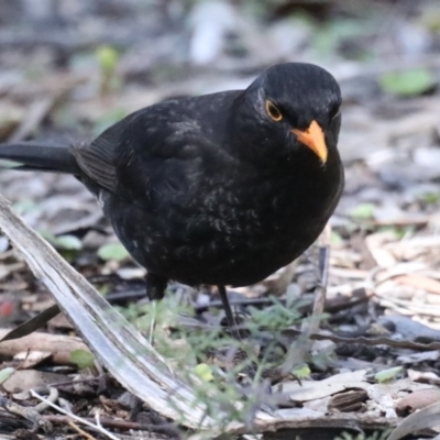 Turdus merula (Eurasian Blackbird) at Acton, ACT - 25 Aug 2020 by jbromilow50