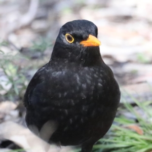 Turdus merula at Acton, ACT - 25 Aug 2020