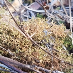 Cladia aggregata (A lichen) at Bruce, ACT - 26 Aug 2020 by trevorpreston