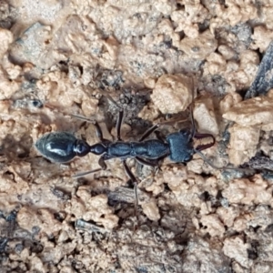 Myrmecia pyriformis at Bruce, ACT - 26 Aug 2020