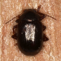 Rhyparida halticoides (Leaf beetle) at Majura, ACT - 24 Aug 2020 by jbromilow50
