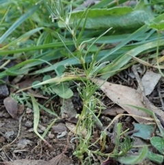 Spergularia rubra (Sandspurrey) at Mount Painter - 10 Jun 2020 by CathB