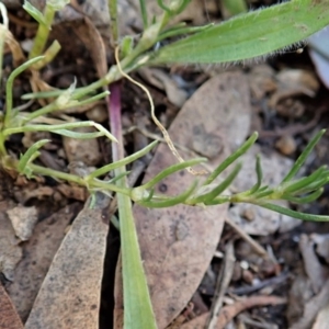 Spergularia rubra at Cook, ACT - 10 Jun 2020 02:19 PM