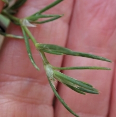 Spergularia rubra at Cook, ACT - 10 Jun 2020