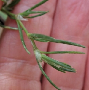 Spergularia rubra at Cook, ACT - 10 Jun 2020