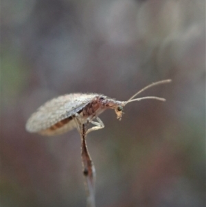 Micromus tasmaniae at Cook, ACT - 23 Jul 2020 02:38 PM