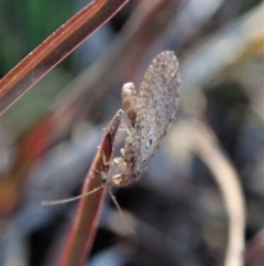 Micromus tasmaniae at Cook, ACT - 23 Jul 2020 02:38 PM