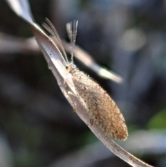 Micromus tasmaniae at Cook, ACT - 23 Jul 2020 02:38 PM