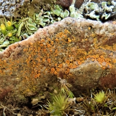 Caloplaca sp. (Firedot Lichen) at Cook, ACT - 4 Aug 2020 by CathB