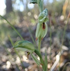 Bunochilus umbrinus (Broad-sepaled Leafy Greenhood) at Aranda, ACT - 11 Aug 2020 by CathB