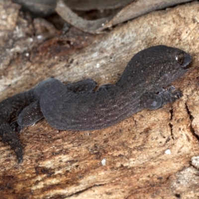Christinus marmoratus (Southern Marbled Gecko) at Mount Ainslie - 24 Aug 2020 by jb2602