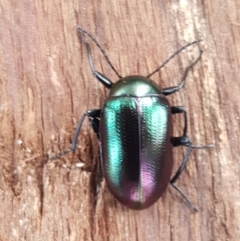 Chalcopteroides columbinus (Rainbow darkling beetle) at Sullivans Creek, O'Connor - 25 Aug 2020 by trevorpreston