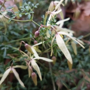 Clematis leptophylla at O'Connor, ACT - 26 Aug 2020