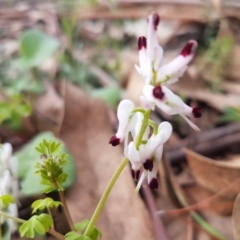 Fumaria capreolata (White Fumitory) at Sullivans Creek, O'Connor - 25 Aug 2020 by tpreston