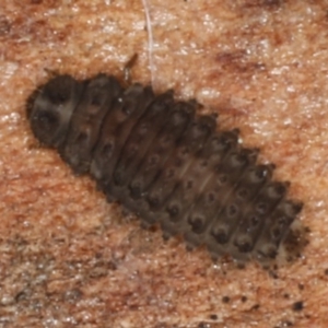 Coccinellidae (family) at Majura, ACT - 24 Aug 2020 05:45 PM