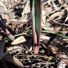 Calochilus platychilus at Cook, ACT - suppressed