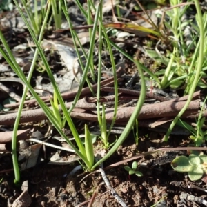 Diuris chryseopsis at Cook, ACT - 13 Aug 2020