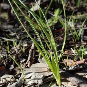 Diuris chryseopsis at Cook, ACT - 13 Aug 2020