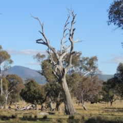 Eucalyptus sp. (dead tree) (Dead Hollow-bearing Eucalypt) at Lanyon - northern section - 28 Jun 2020 by michaelb