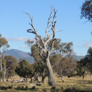 Eucalyptus sp. (dead tree) at Gordon, ACT - 28 Jun 2020 02:04 PM