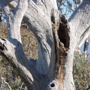 Eucalyptus sp. (dead tree) at Gordon, ACT - 28 Jun 2020 02:04 PM