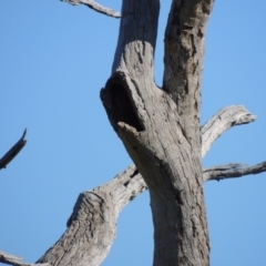 Eucalyptus sp. (dead tree) at Gordon, ACT - 28 Jun 2020 02:04 PM