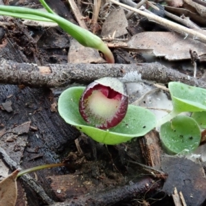 Corysanthes incurva at suppressed - 17 Aug 2020