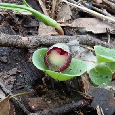 Corysanthes incurva (Slaty Helmet Orchid) at Aranda, ACT by CathB