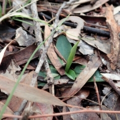 Pterostylis pedunculata (Maroonhood) at Cook, ACT - 21 Aug 2020 by CathB