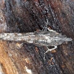 Spilonota-group (A Tortricid moth) at Majura, ACT - 24 Aug 2020 by jbromilow50