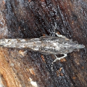 Spilonota-group at Majura, ACT - 24 Aug 2020